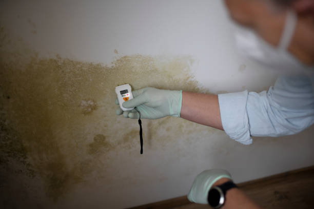 Best Office Mold Removal Services  in Sunflower, MS
