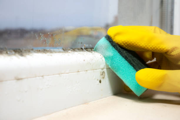 Best Certified Mold Removal  in Sunflower, MS