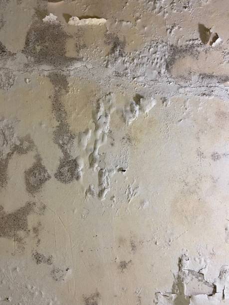 Best Attic Mold Removal  in Sunflower, MS