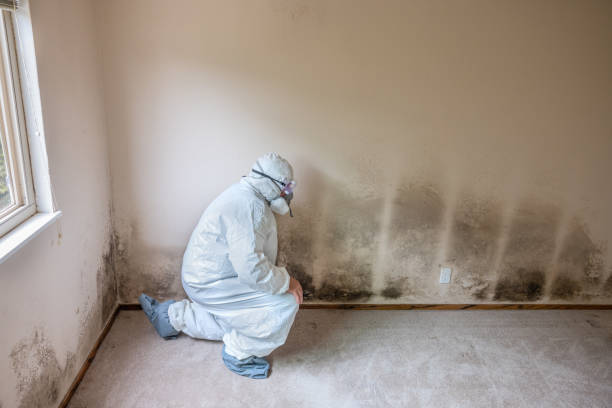 Best Same-Day Mold Removal  in Sunflower, MS