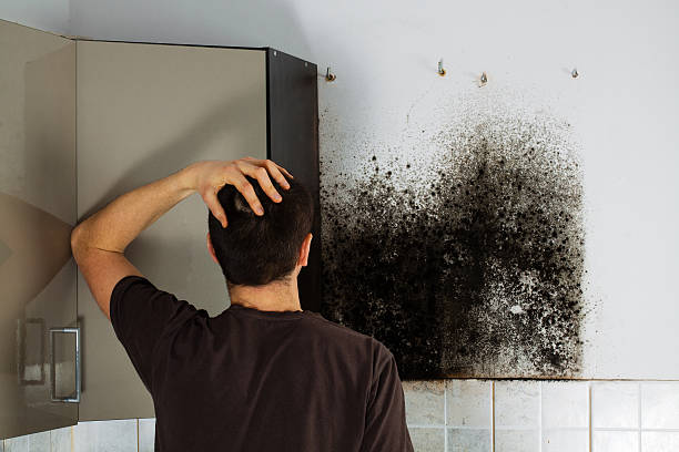 Best Mold Remediation Experts  in Sunflower, MS