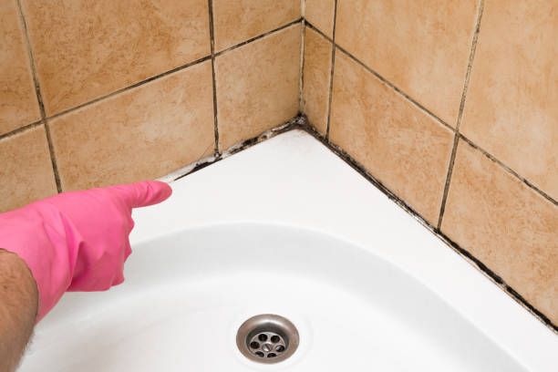 Best Commercial Mold Removal  in Sunflower, MS