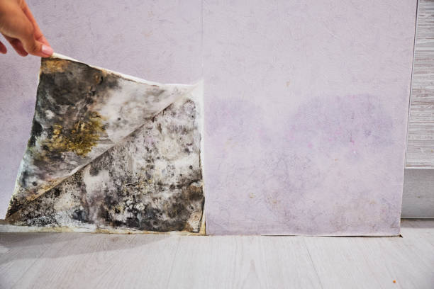 Best Black Mold Removal  in Sunflower, MS